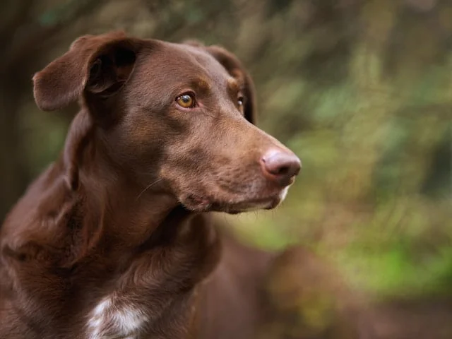 les races de chiens les plus intelligentes