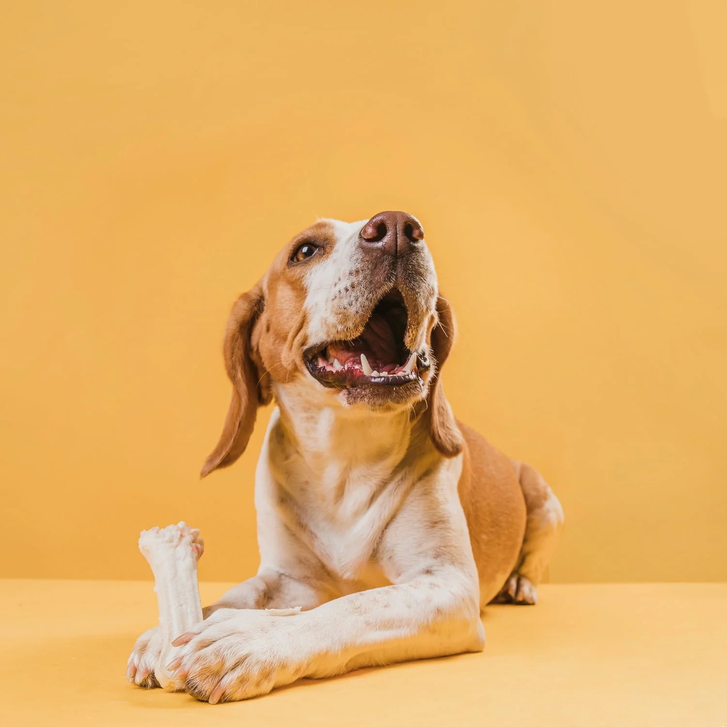 écuelle pour chien anti-snatching