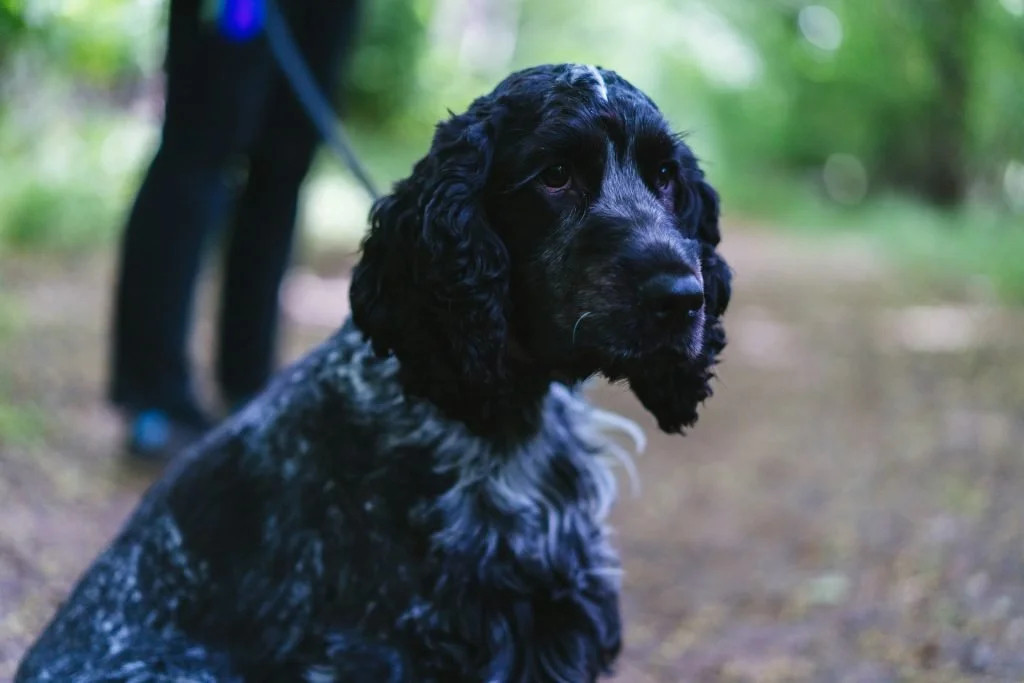 quel chien anti-snatch