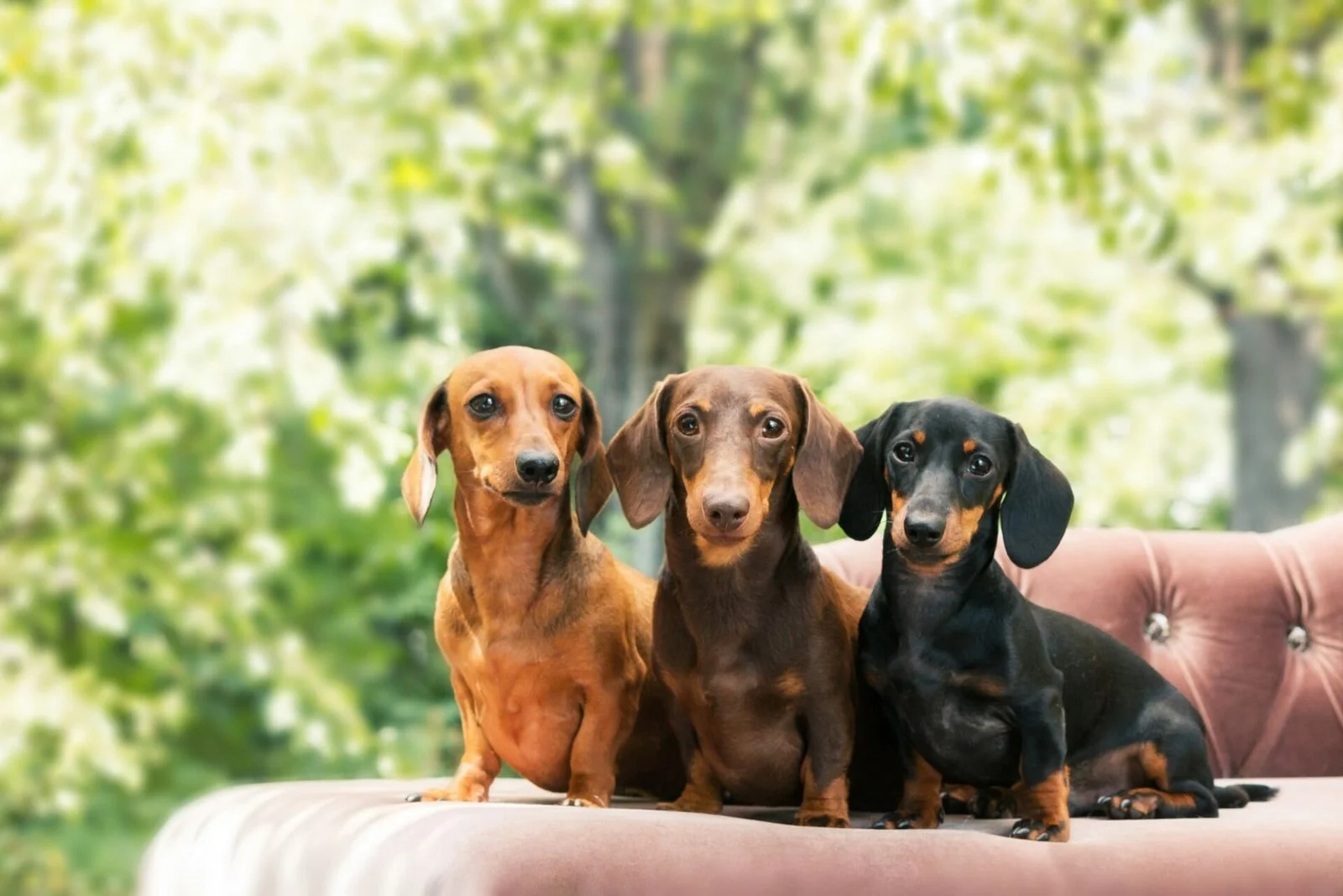 Dachshunds dog on the backyard. Three dogs outdoor in sunny summer weather.