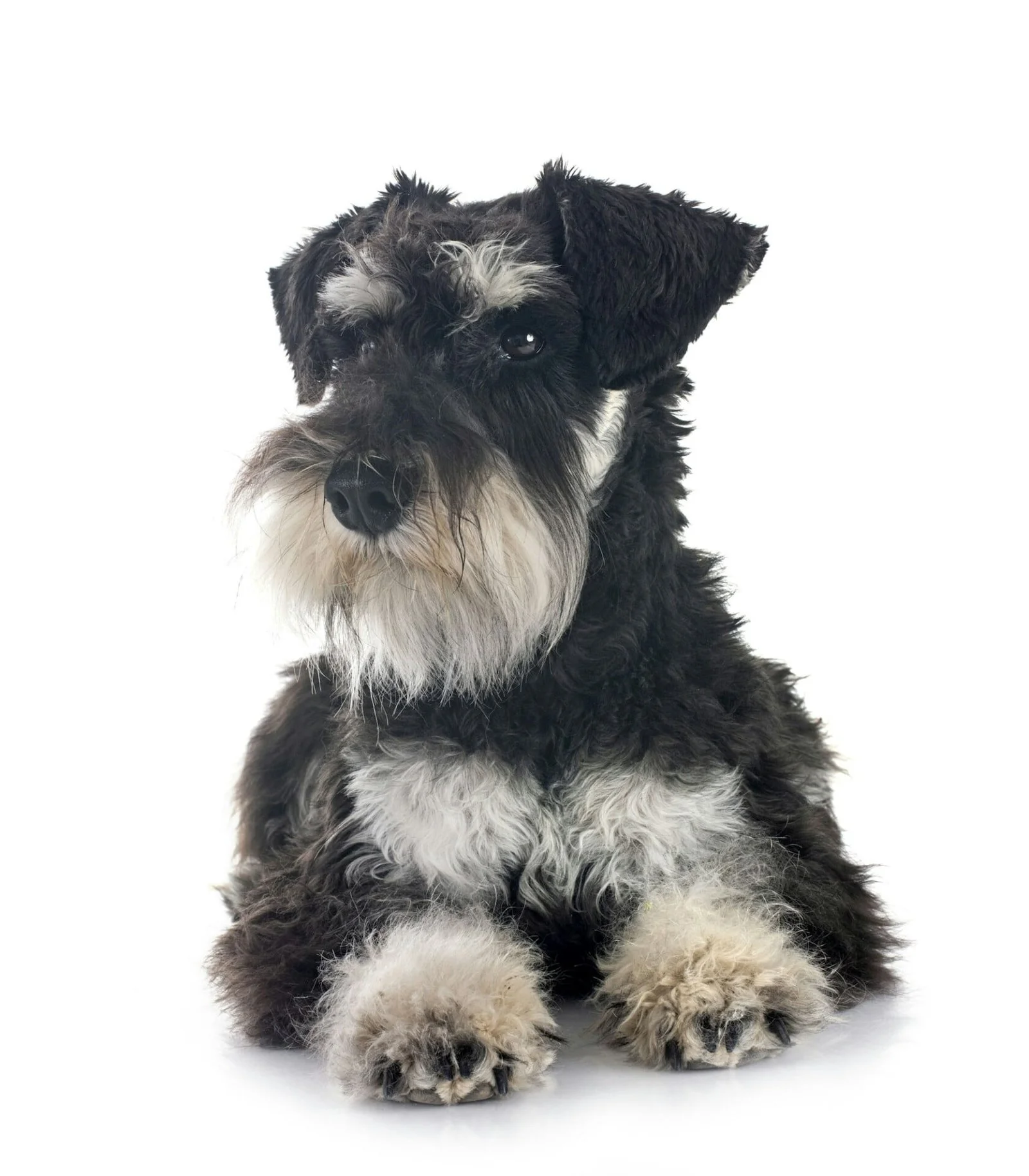 schnauzer miniatura en estudio