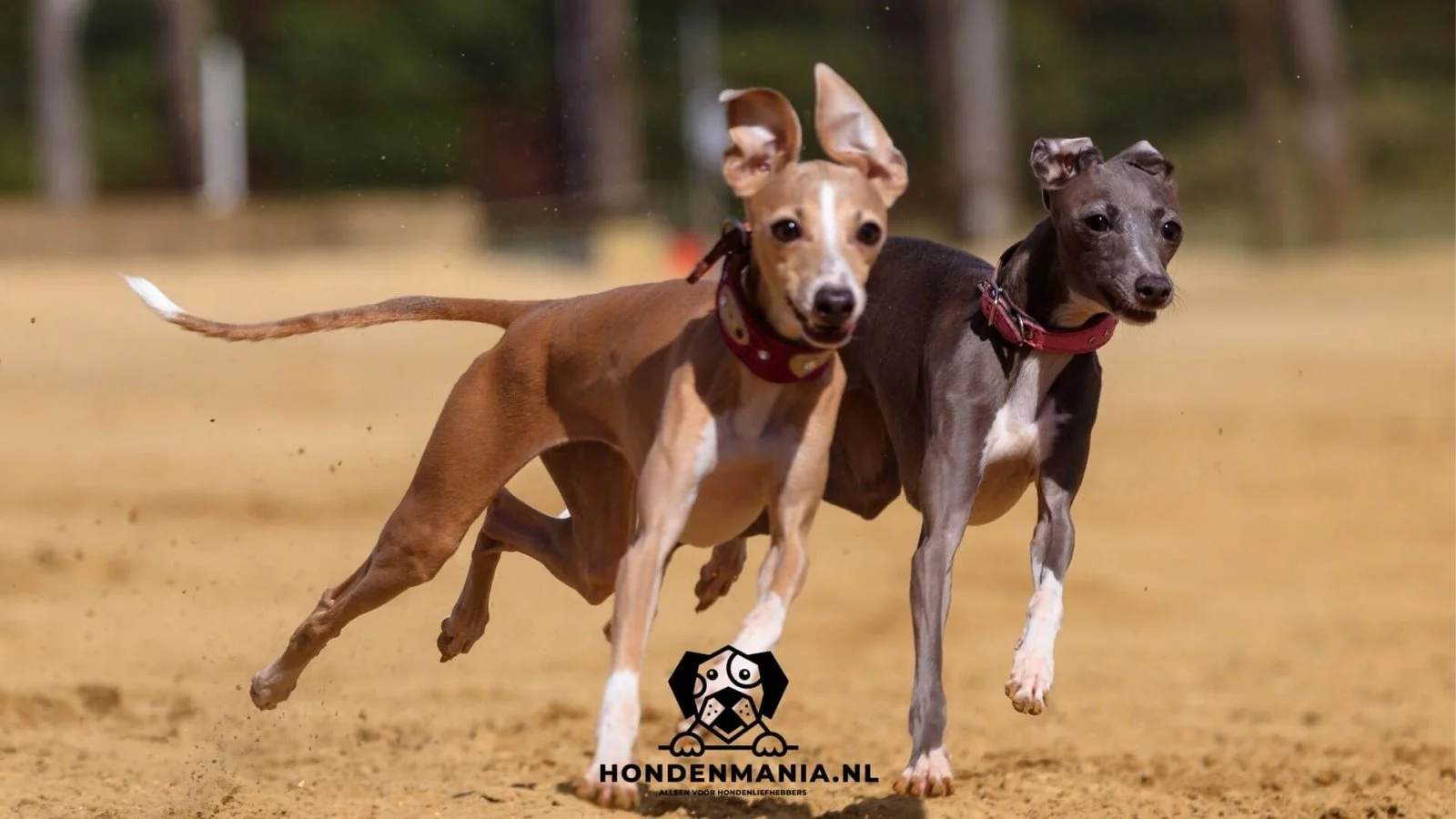 El galgo
