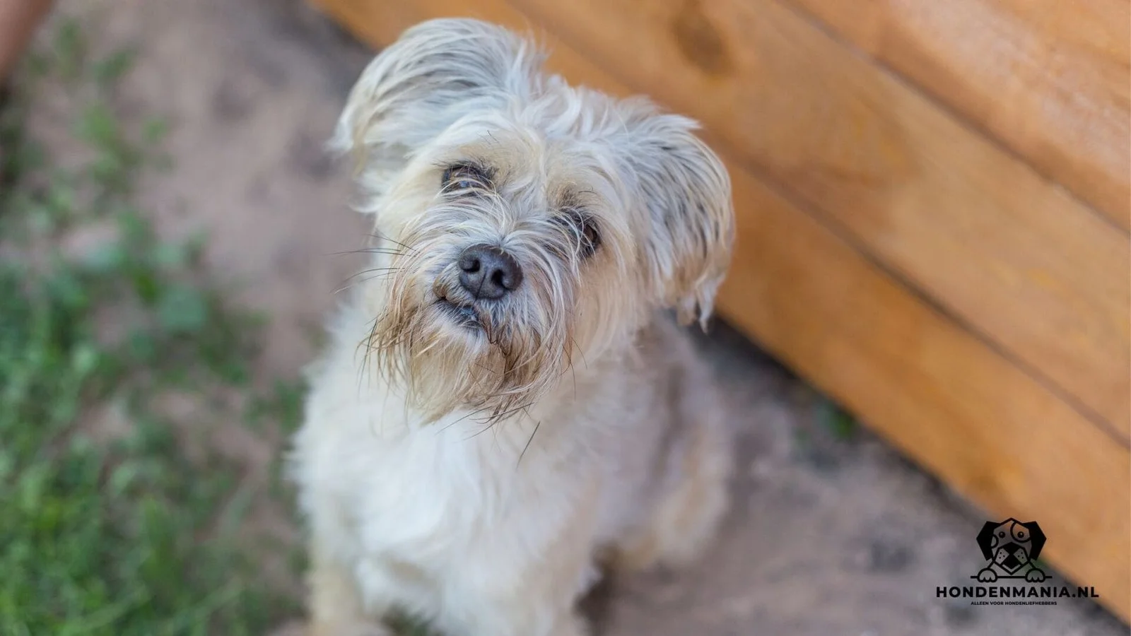 Raza de perro Dutch-smush dog