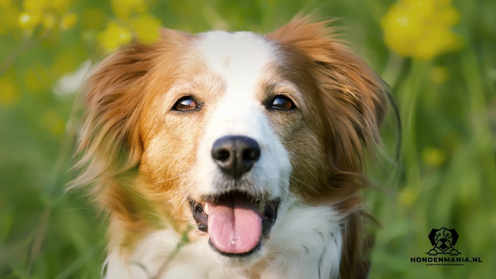 Kooiker hondje