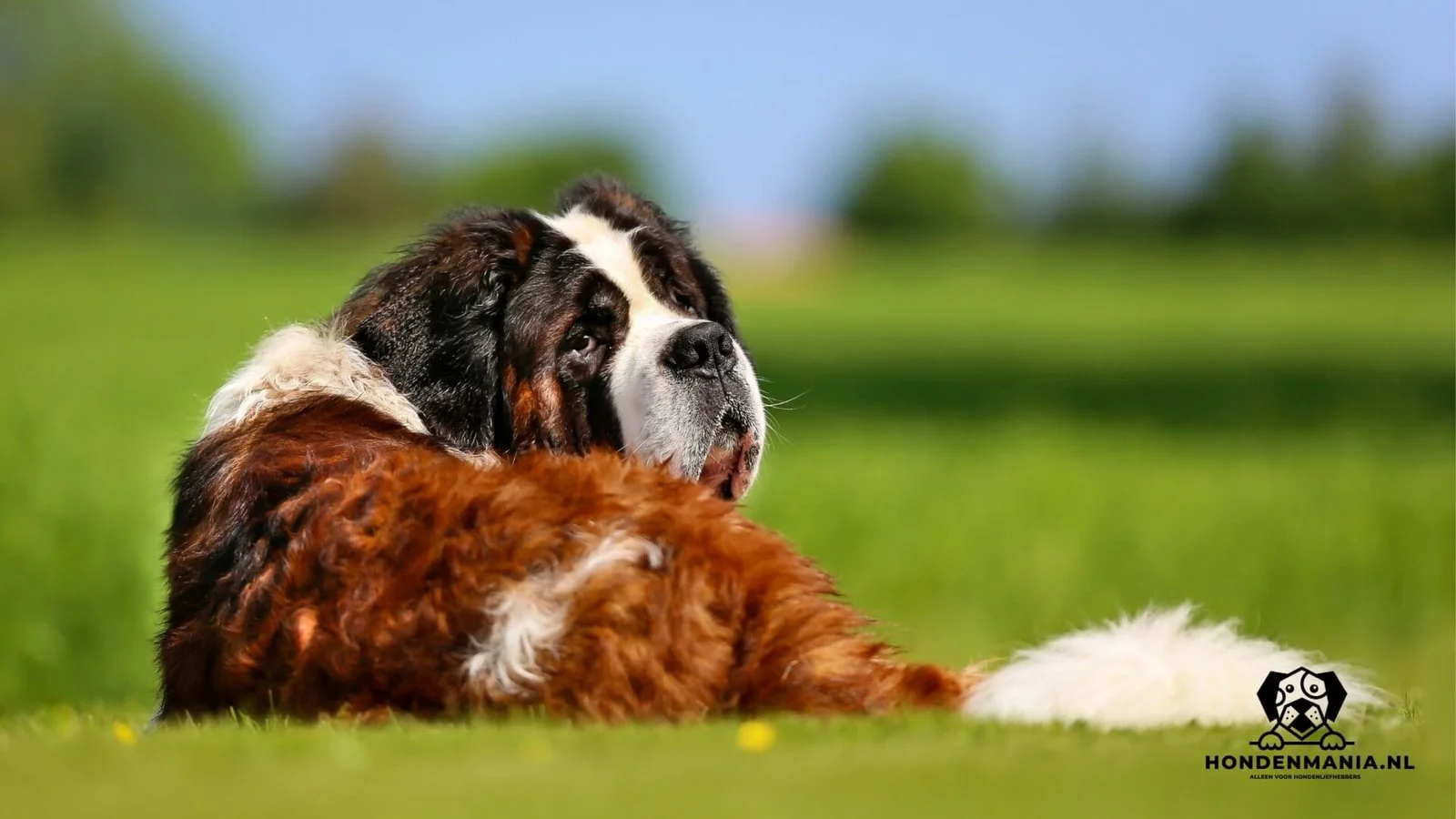 Chien saint-bernard