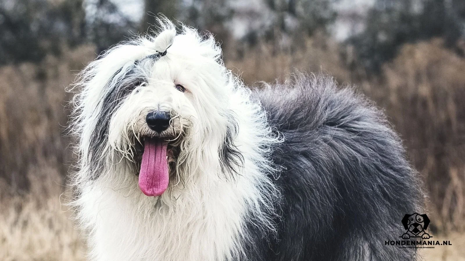 Race canine Chien de berger