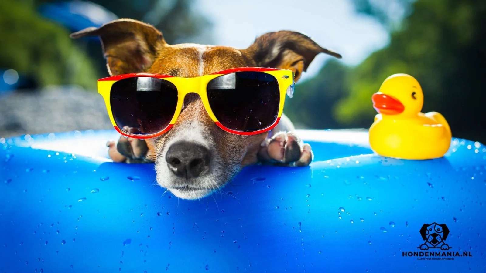 Piscina para perros