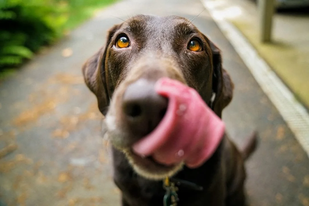 Photo Dog with IV