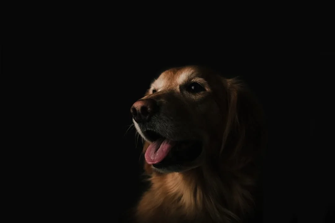 Photo Scratching dog