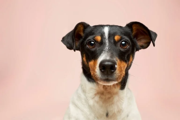 Photo Dog in trap