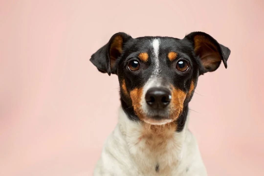 Photo Dog in trap