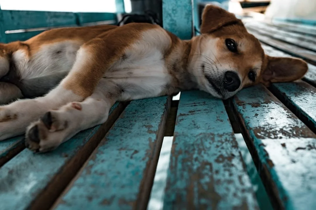 Photo Seizure dog