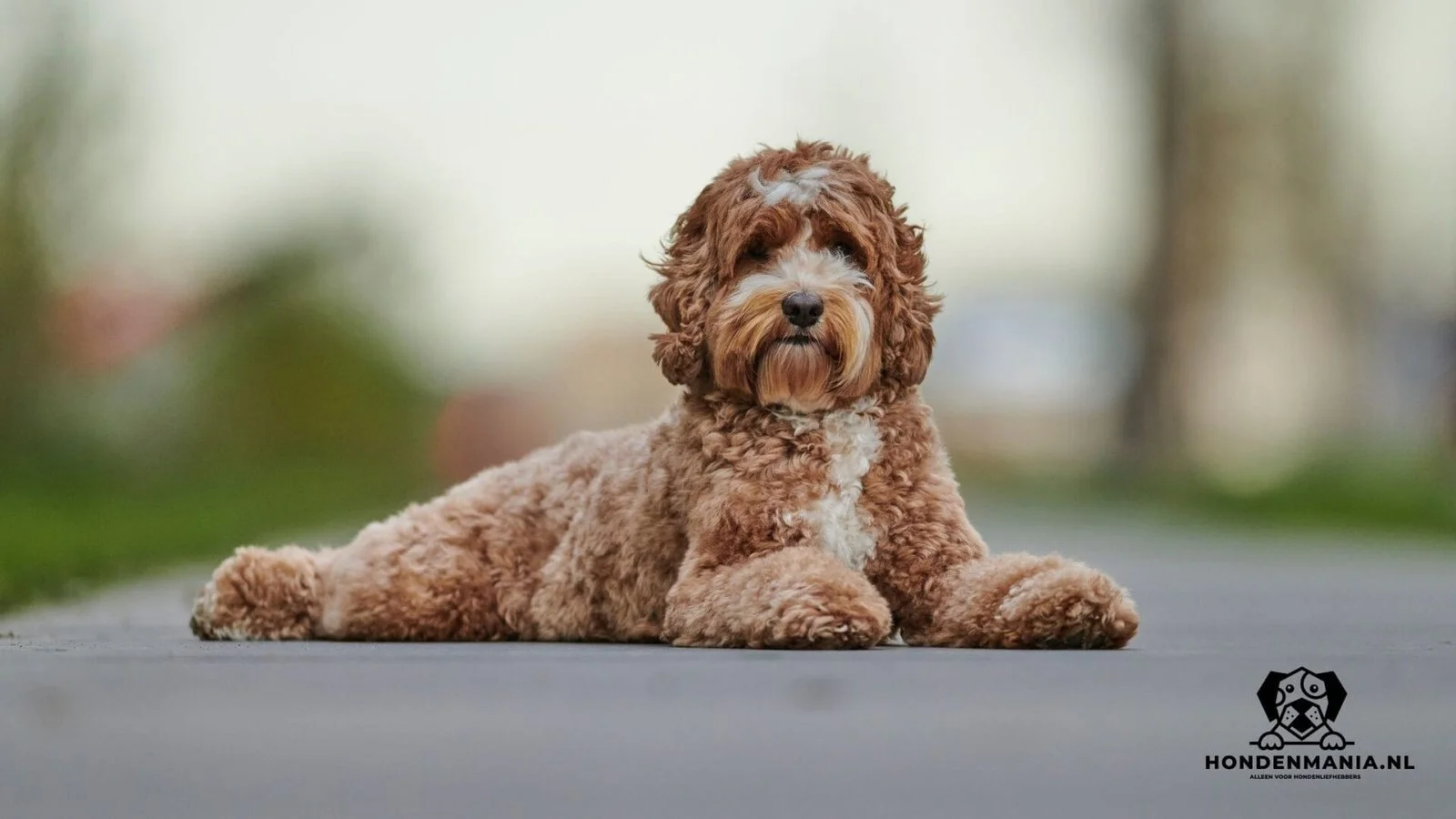 mini labradoodle