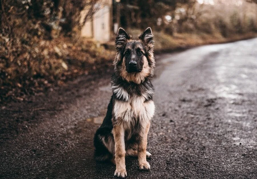 10 meilleures races de chiens de garde