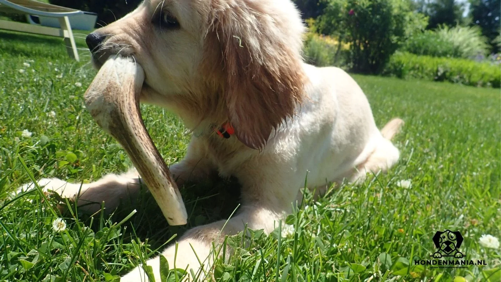 aliments pour chiens en bois de cerf