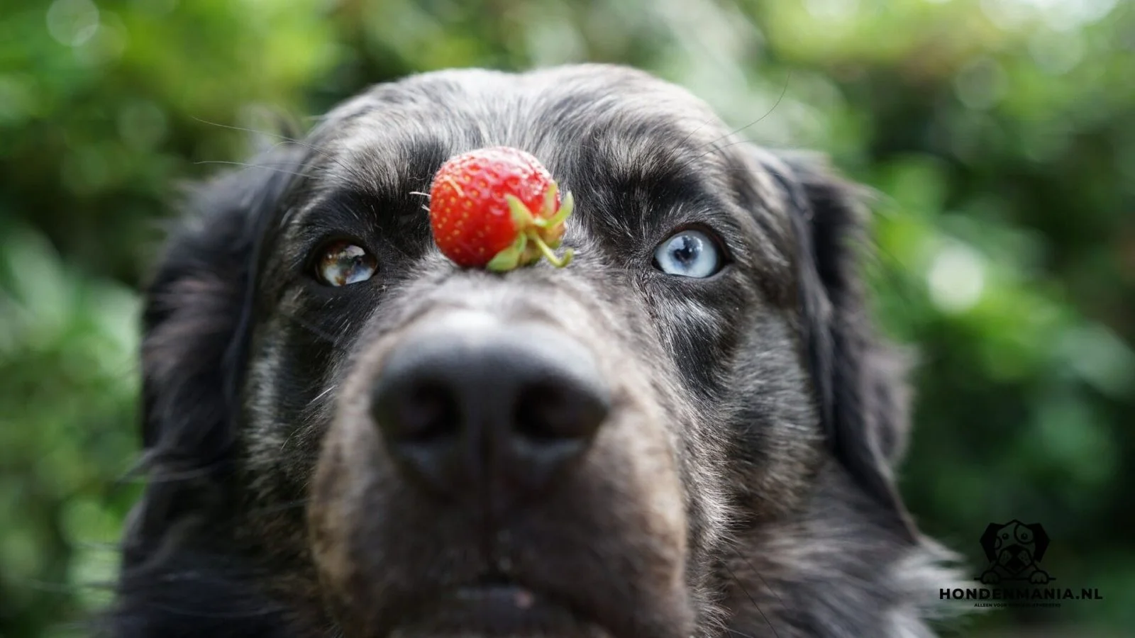 Mag hond aardbeien eten