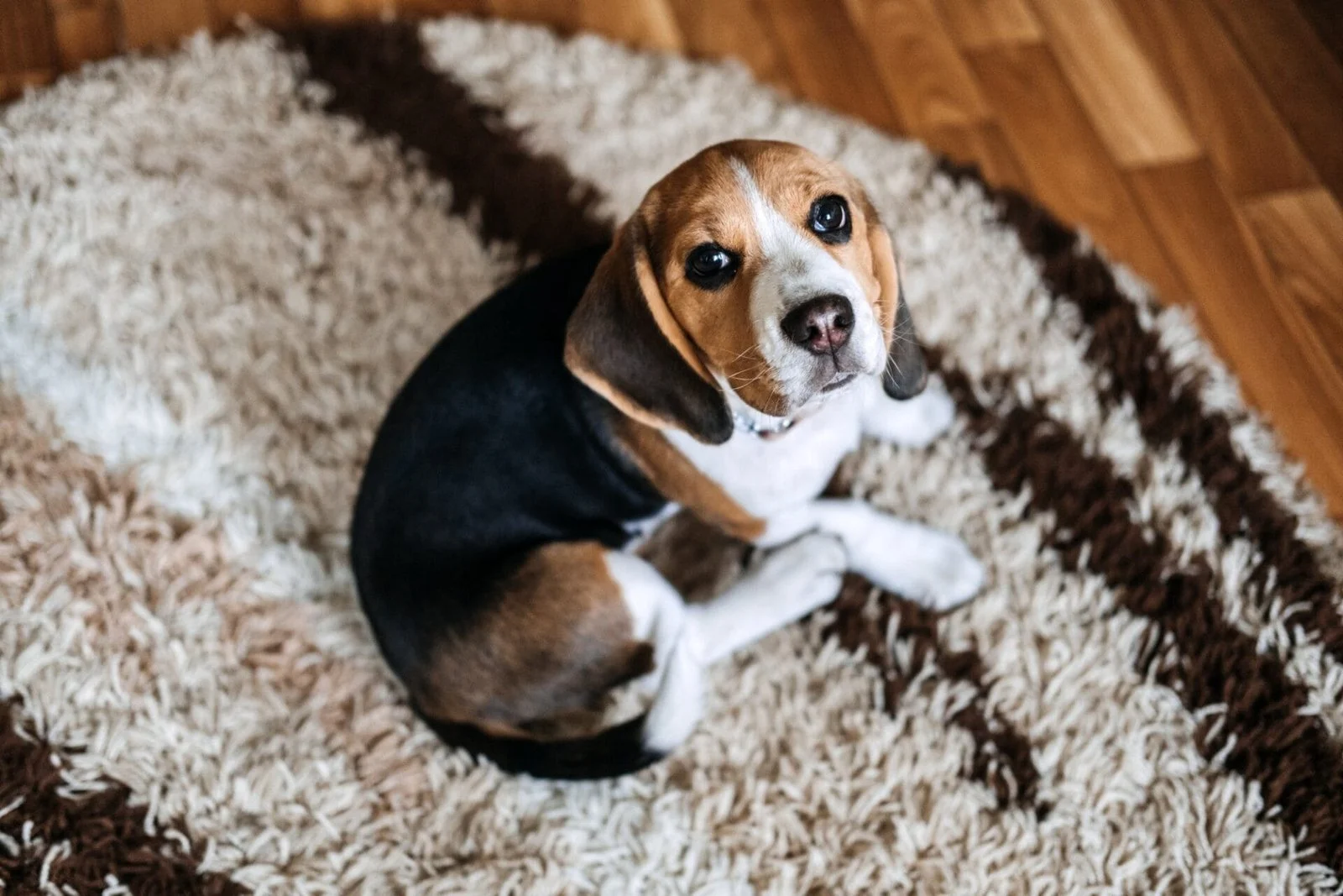 Welpenkrankheiten, häufige Krankheiten, auf die man bei Welpen achten sollte. Kranker Beagle-Welpe liegt auf Hundebett auf