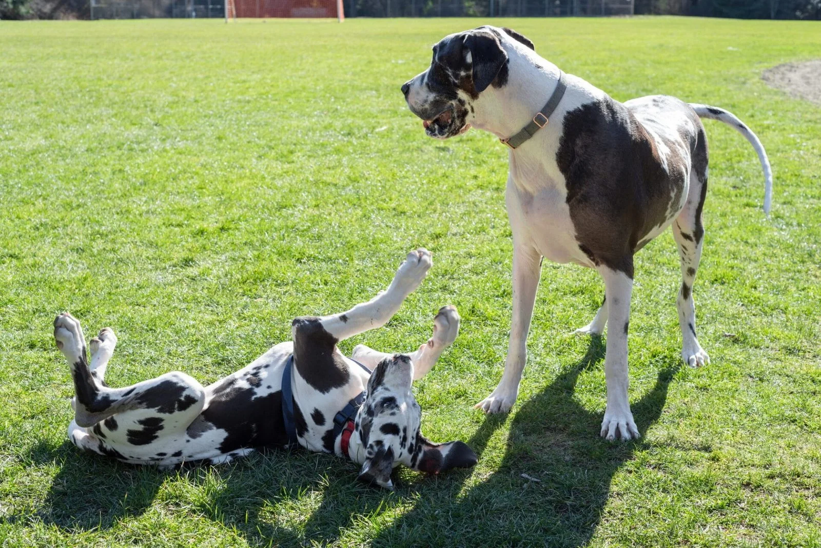 Raza de perro Gran Danés