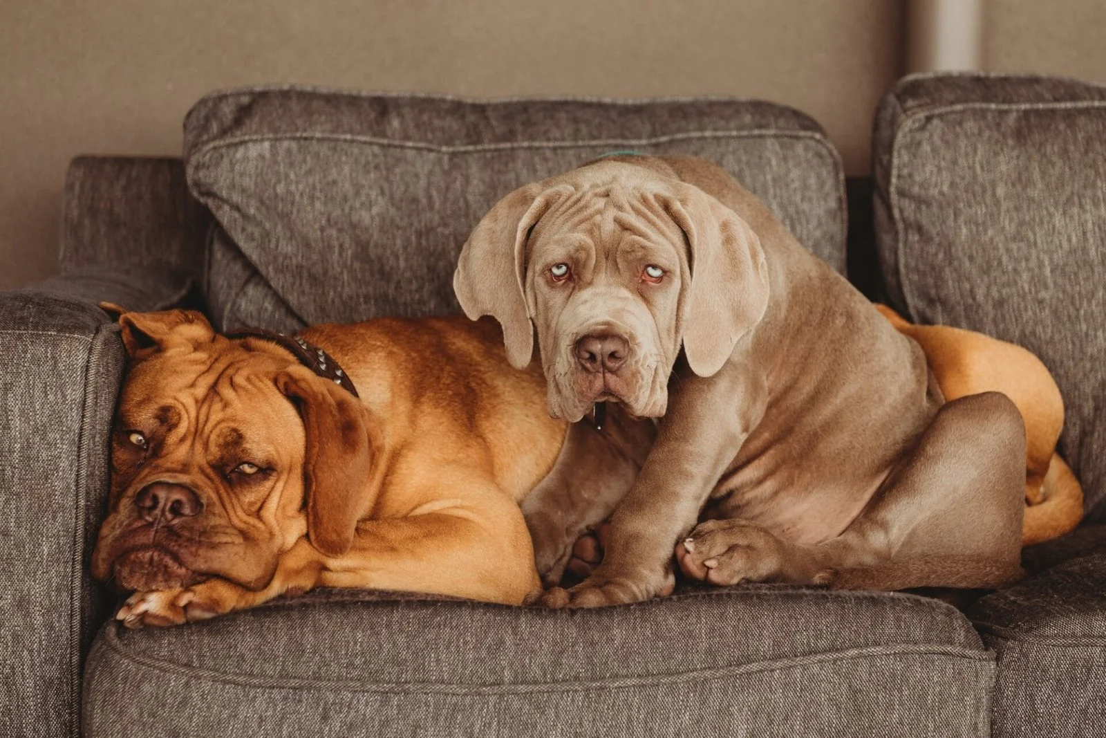 Two big dogs sitting together on a couch