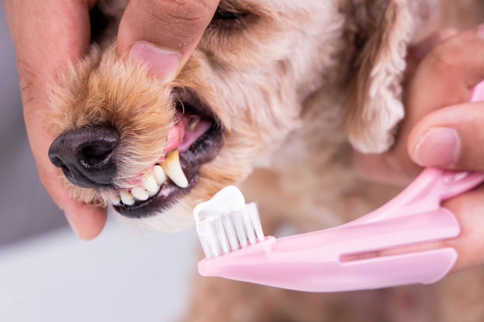 Tandproblemen hond