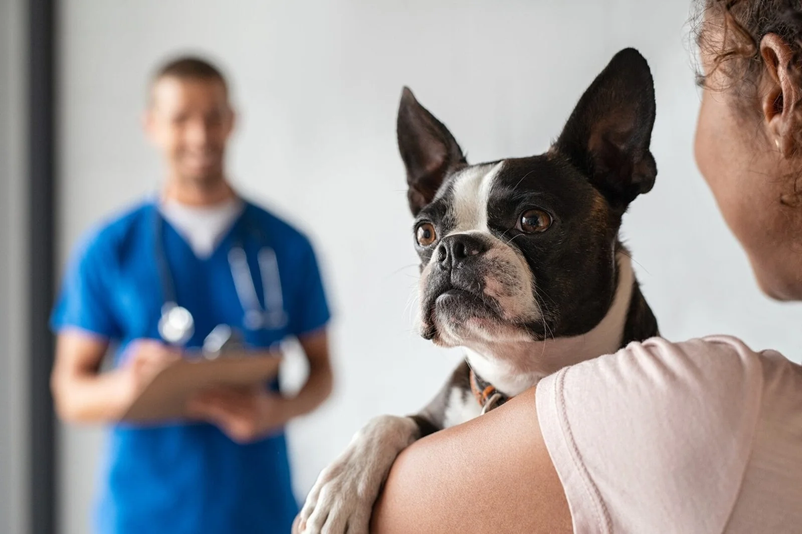 Todo lo que debe saber sobre la esterilización de perros