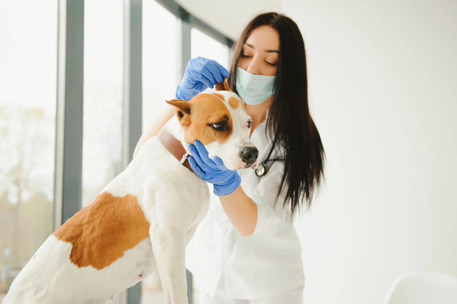 Infections cutanées chez le chien