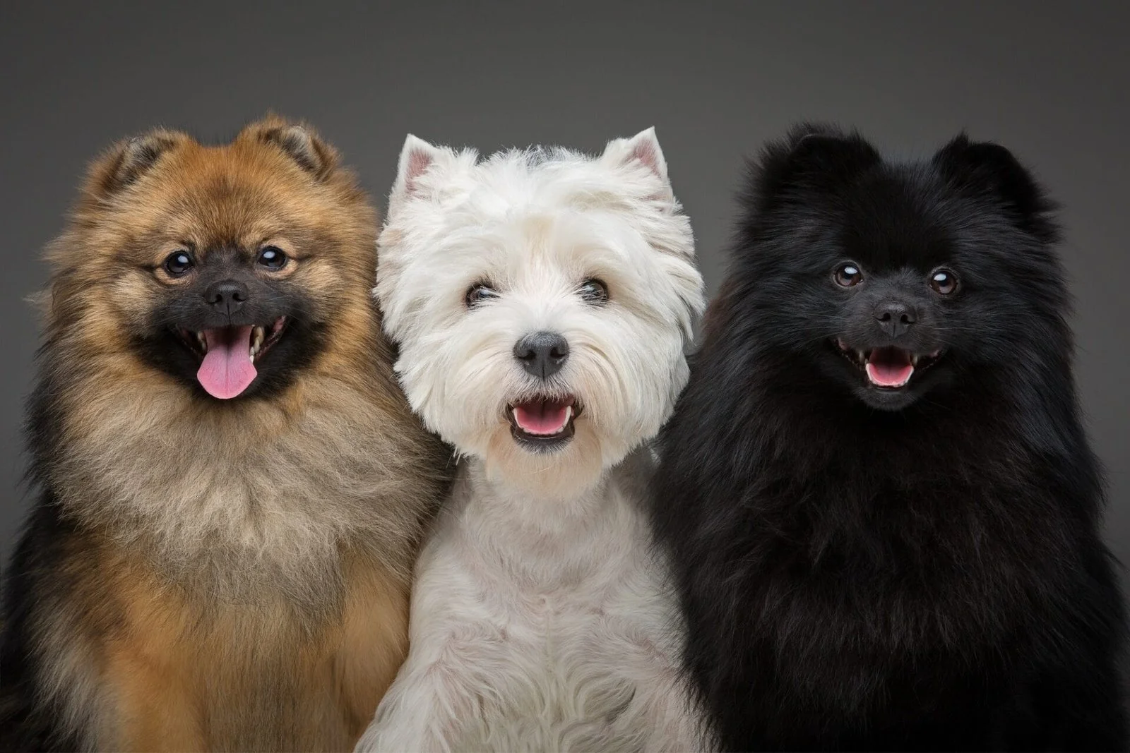Rustige kleine honden