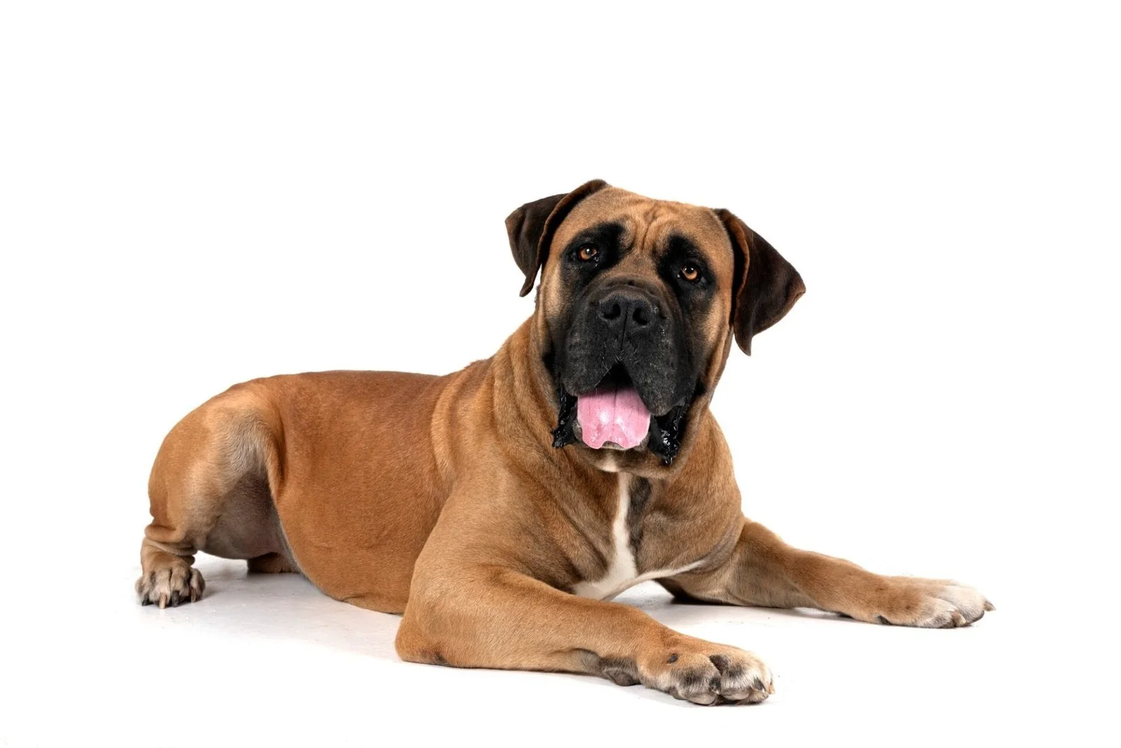 Boerboel in studio