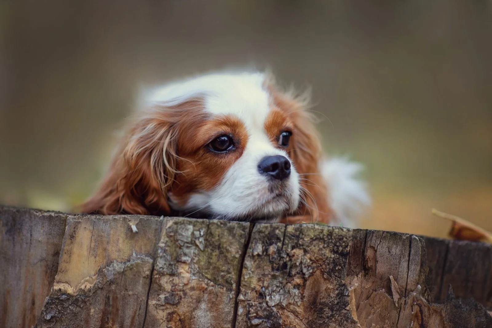 dog cavalier king charles spaniel for a walk in the autumn park