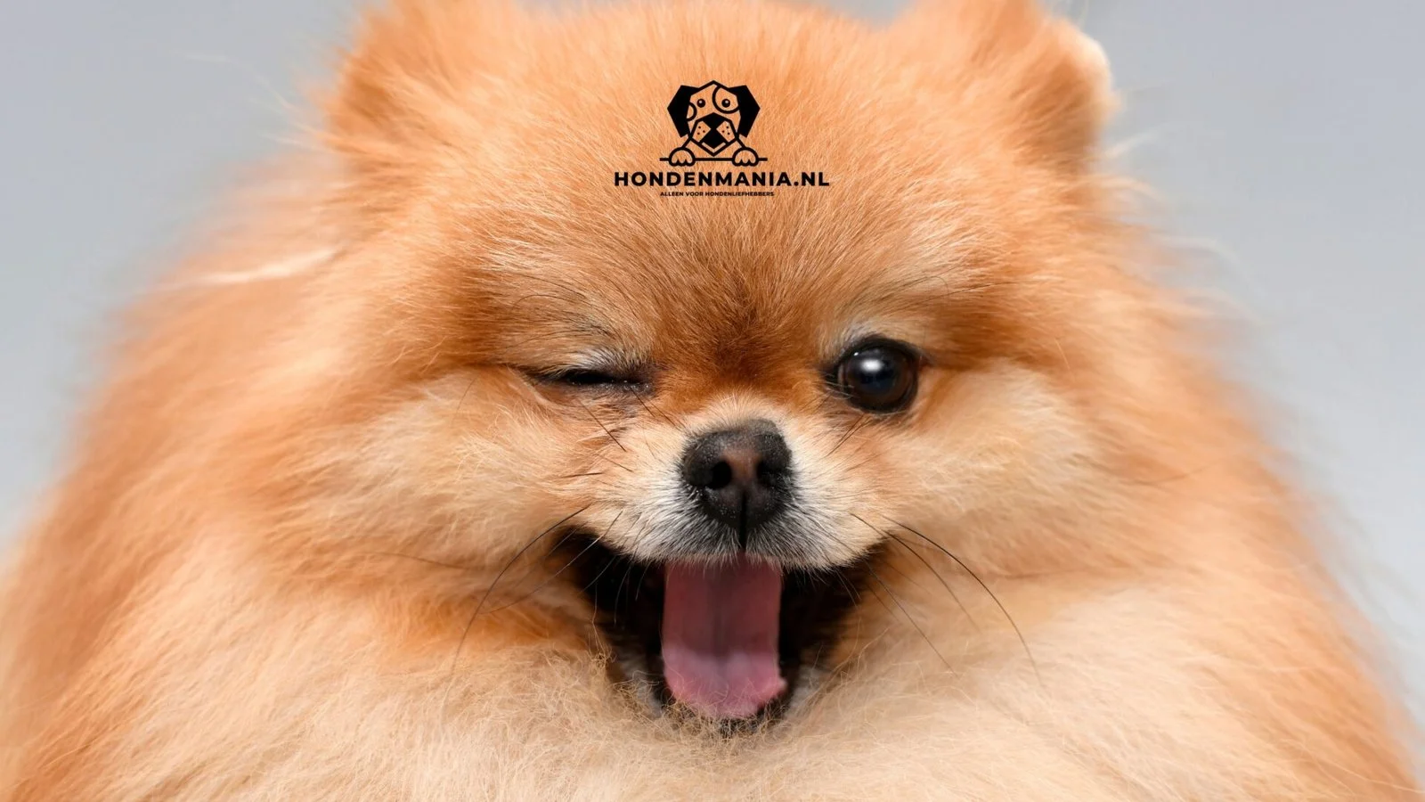 Honden weetjes